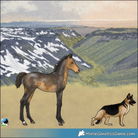 Horse Color:Buckskin Mushroom