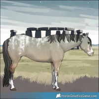 Horse Color:Powder White Bay Dun 