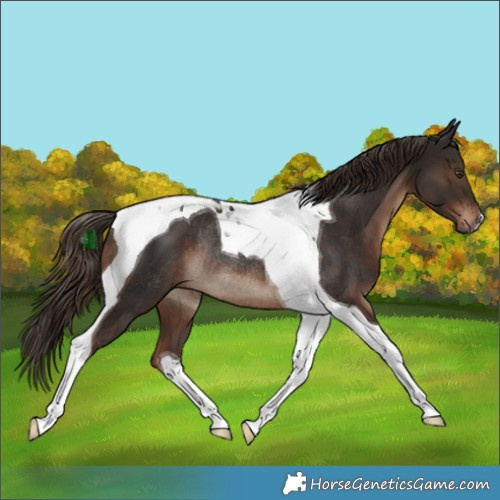 Horse Color:Liver Chestnut Tobiano Rabicano 