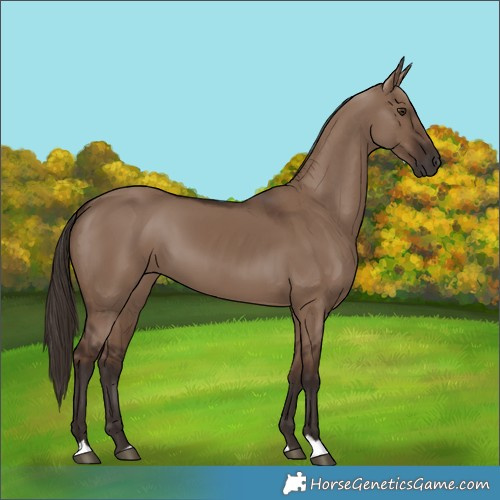 Horse Color:Liver Red Dun 