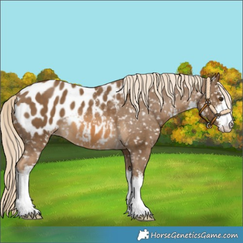 Horse Color:White Spotted Chocolate Palomino Blanket 