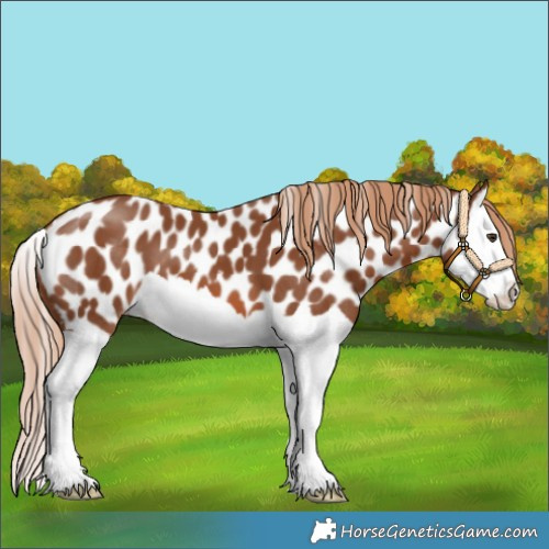 Horse Color:Chestnut Splash Near Leopard 