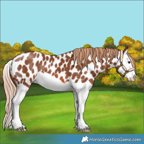 Horse Color:Chestnut Splash Appaloosa 