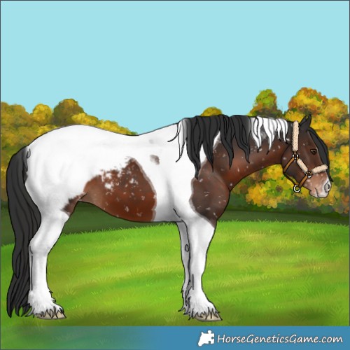 Horse Color:Liver Chestnut Tobiano Appaloosa 