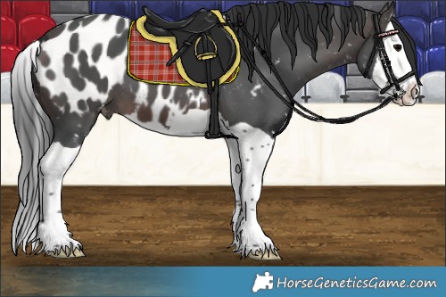 Horse Color:Brown Splash Appaloosa