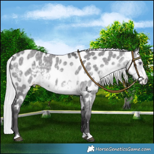 Horse Color:Silver Smoky Grullo Chinchilla Near Leopard 