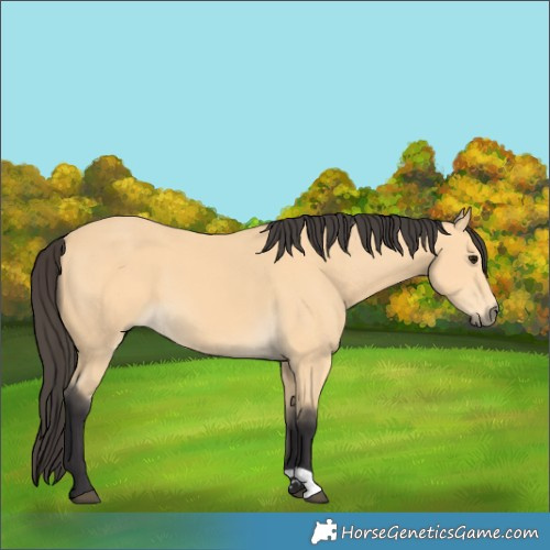 Horse Color:Buckskin 