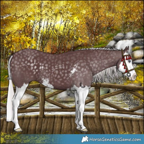 Horse Color:Chocolate Silver Black Chinchilla Sabino Splash