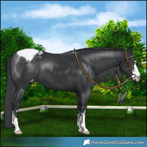 Horse Color:Black Chinchilla Varnish 