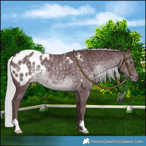 Horse Color:Chocolate Silver Black Chinchilla Blanket 