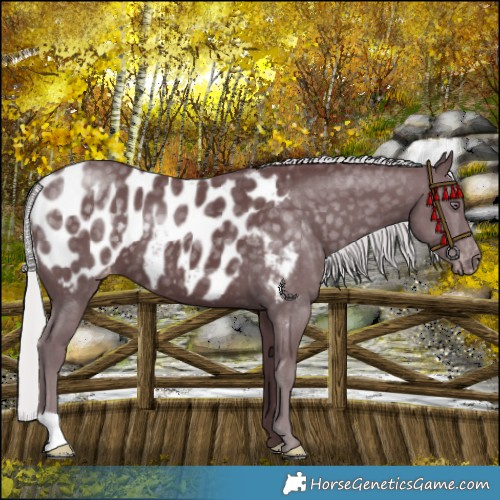 Horse Color:Chocolate Silver Black Chinchilla Blanket 