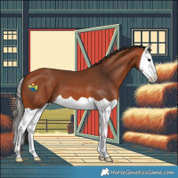 Horse Color:Bay Splash