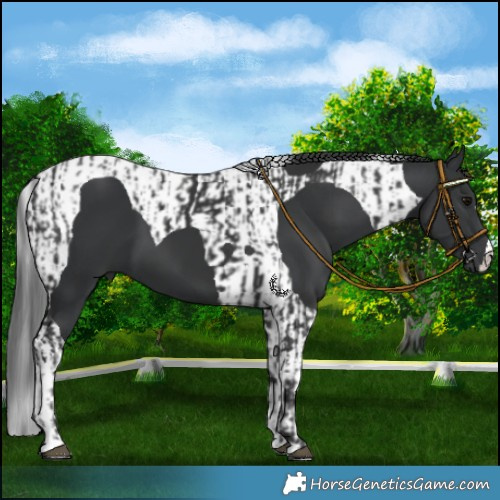 Horse Color:Black and Black Tobiano