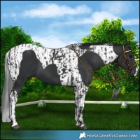 Horse Color:Black  and Black Tobiano 