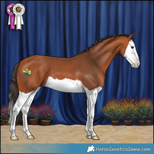 Horse Color:Bay Splash 