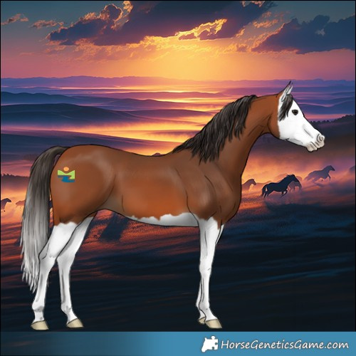 Horse Color:Bay Splash 