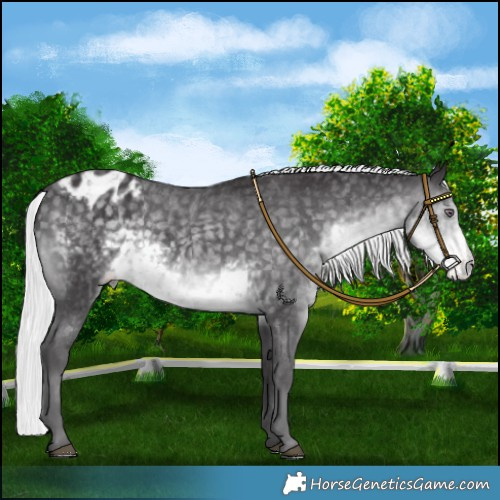Horse Color:Silver Smoky Black Chinchilla Varnish 