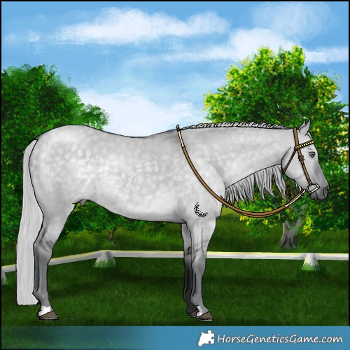 Horse Color:Silver Grullo Chinchilla 