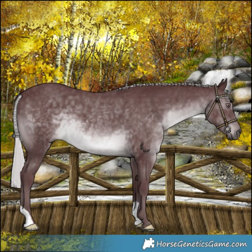 Horse Color:Chocolate Silver Black Chinchilla