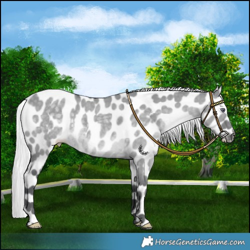 Horse Color:Silver Grullo Chinchilla Leopard 