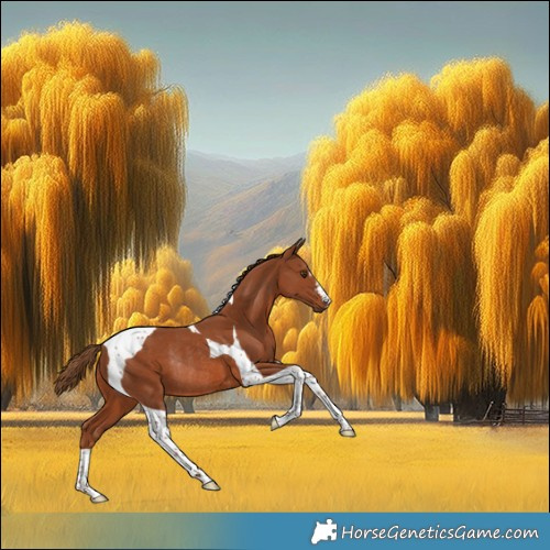 Horse Color:Chestnut Tobiano Rabicano