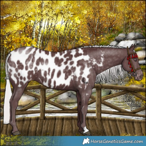 Horse Color:Chocolate Silver Black Chinchilla Blanket 
