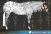 Horse Color:Silver Grullo Chinchilla Blanket