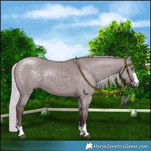 Horse Color:Chocolate Silver Grullo Chinchilla 