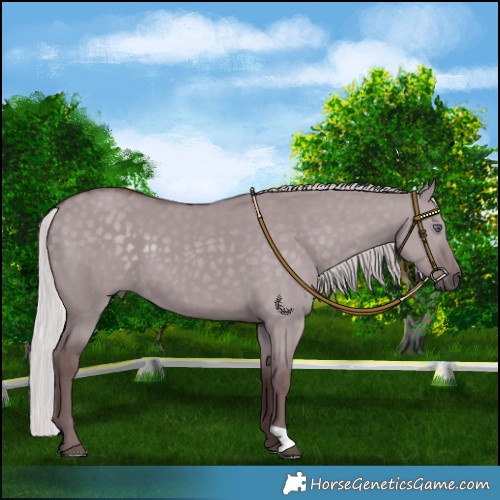 Horse Color:Chocolate Silver Grullo Chinchilla