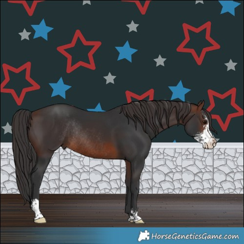 Horse Color:Brown Sabino Rabicano 