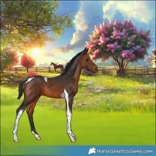 Horse Color:Brown Tobiano 