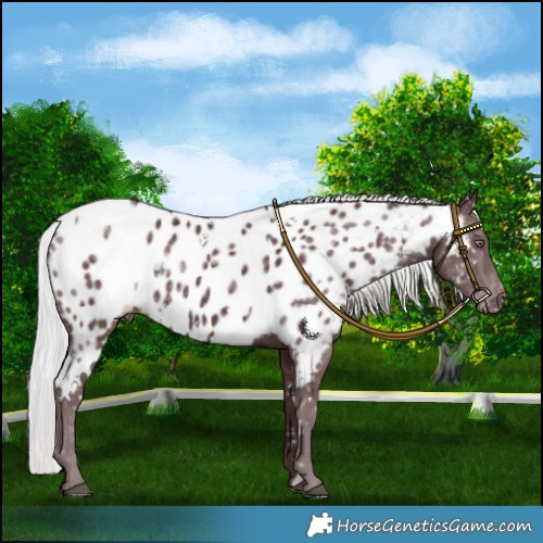 Horse Color:White Spotted Chocolate Silver Black Chinchilla Blanket 