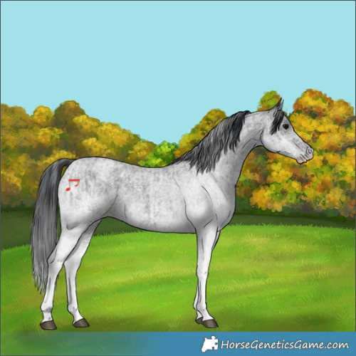 Horse Color:White Spotted Blue Roan Rabicano  and White Spotted Blue Roan Rabicano 