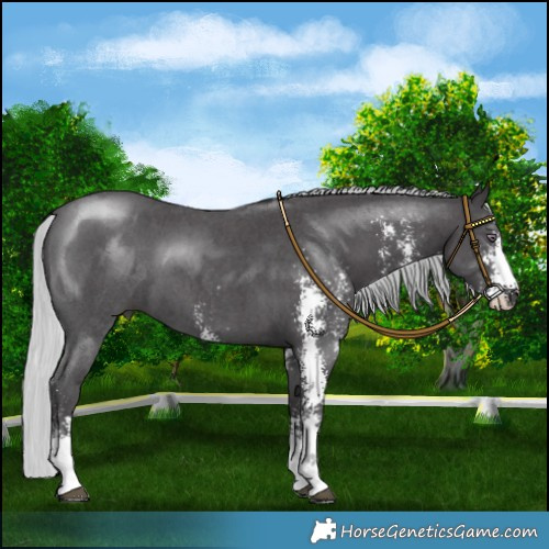 Horse Color:Silver Smoky Black Chinchilla Sabino 