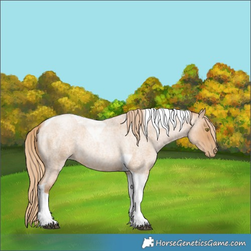 Horse Color:Red Roan Pearl Tobiano 