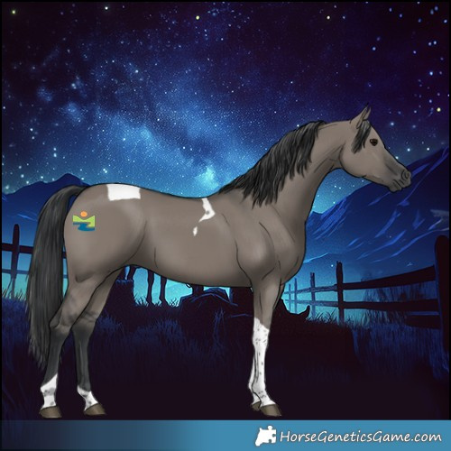 Horse Color:Grullo Tobiano 