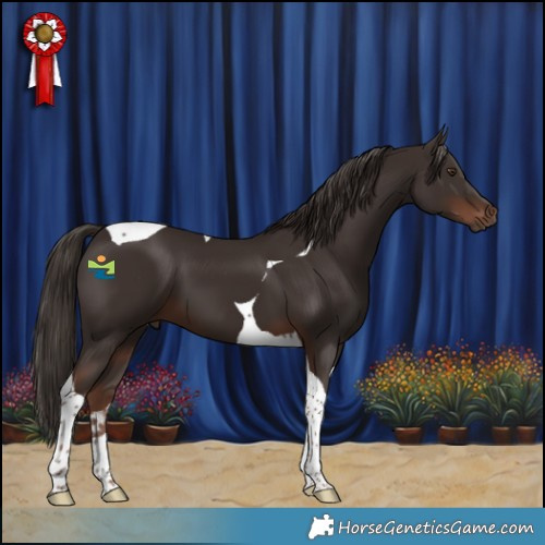 Horse Color:Liver Chestnut Tobiano