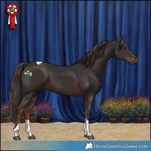 Horse Color:Liver Chestnut Tobiano 