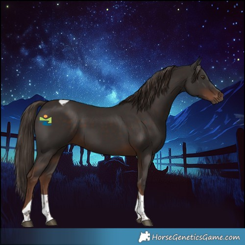 Horse Color:Liver Chestnut Tobiano 
