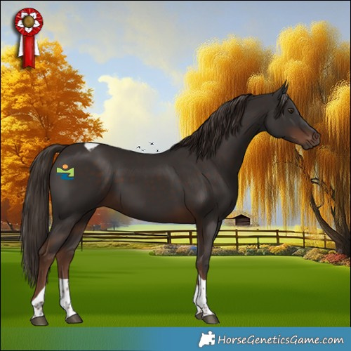 Horse Color:Liver Chestnut Tobiano 