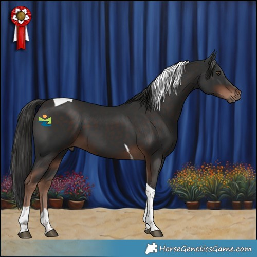 Horse Color:Liver Chestnut Tobiano 