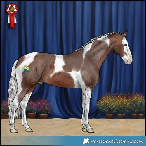 Horse Color:Silver Brown Splash Tobiano Skewed Appaloosa