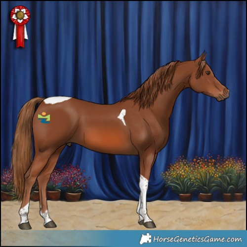 Horse Color:Chestnut Tobiano 