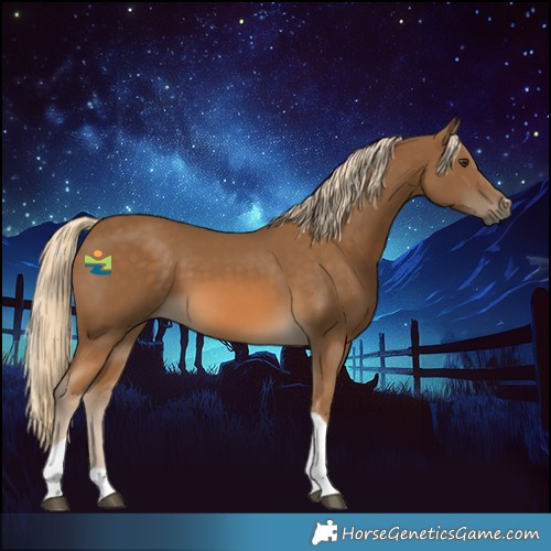 Horse Color:Chocolate Palomino Tobiano 