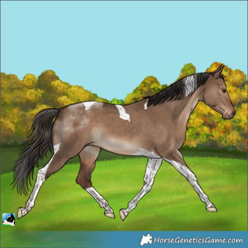 Horse Color:Liver Red Dun Tobiano