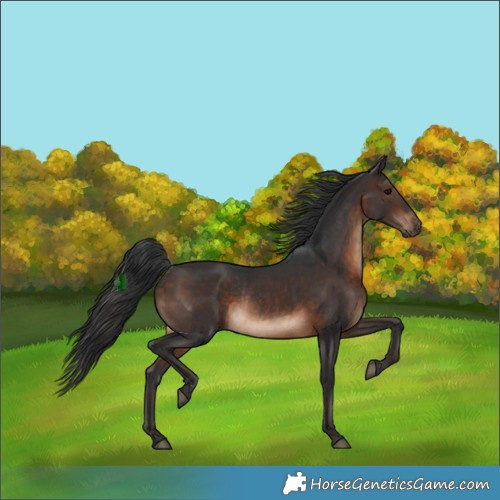 Horse Color:Brown Rabicano 