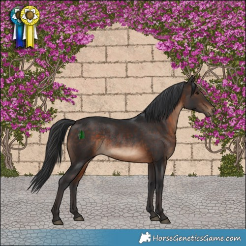 Horse Color:Brown Rabicano 