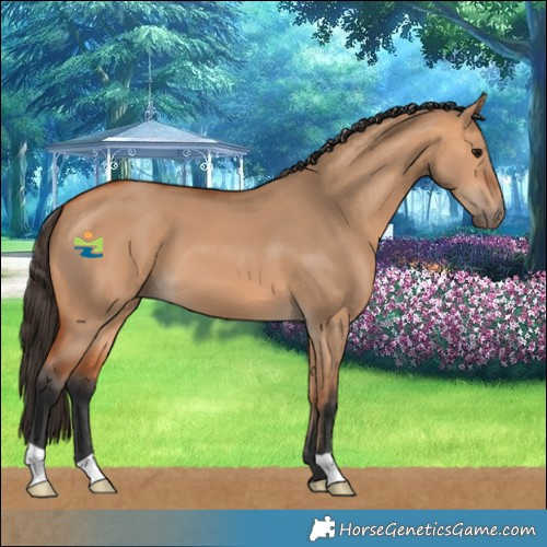 Horse Color:Bay Dun 