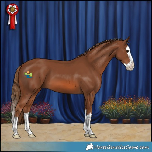 Horse Color:Chestnut Splash 