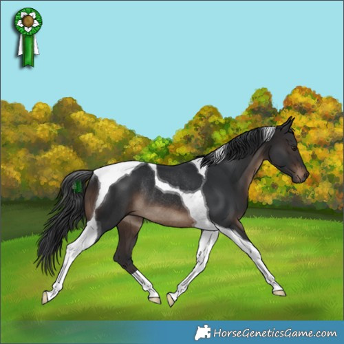 Horse Color:Brown Tobiano Rabicano 